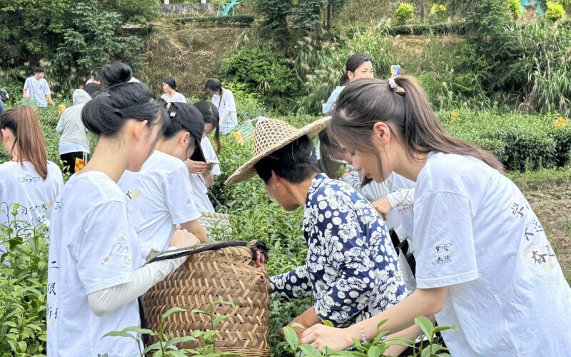 閩衛(wèi)院學子三下鄉(xiāng)：體驗古法制茶技術，品味“下黨的味道”，感受鄉(xiāng)村振興文化