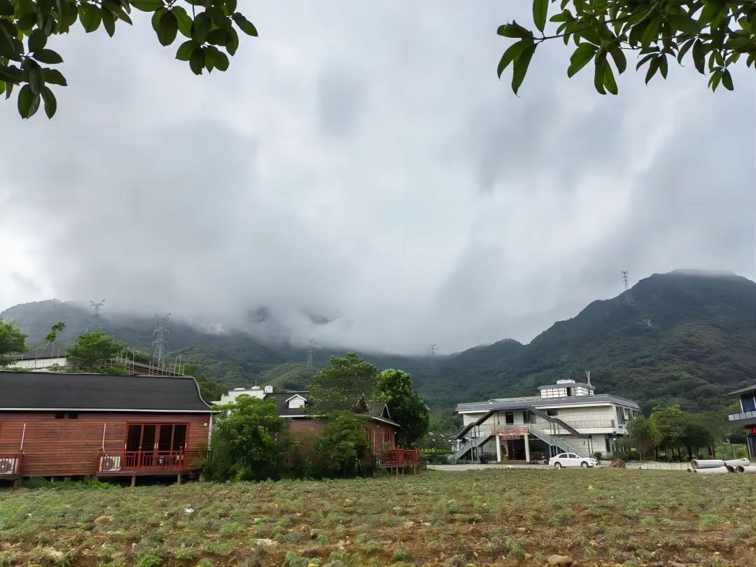 廣東建院三下鄉(xiāng)繪夢實踐隊——茶園勞動增體驗 采茶制茶學(xué)真知
