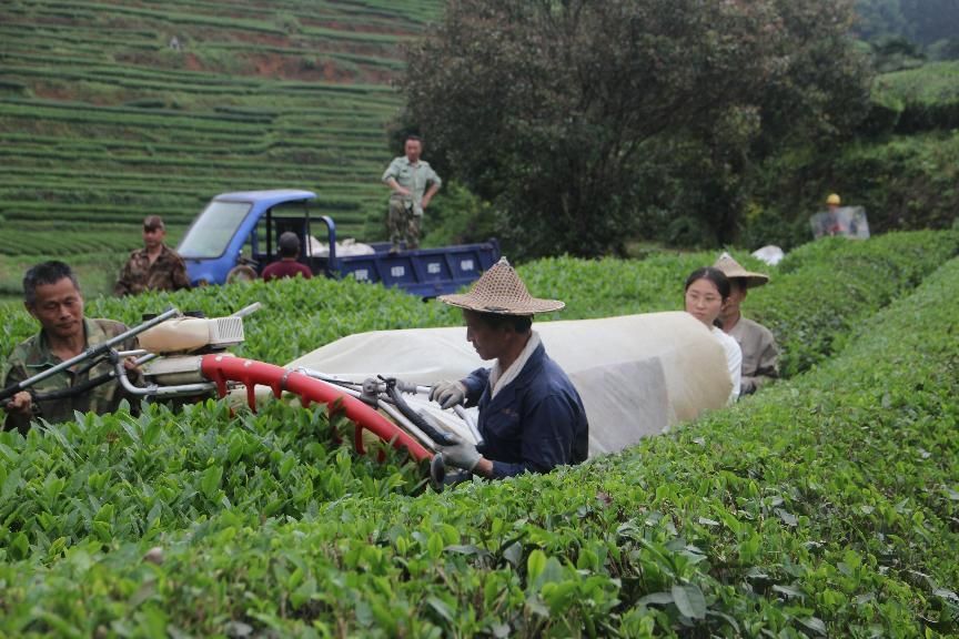 綠葉載史，茶香傳情 —— 嘉庚學院學子武夷山茶文化探索行
