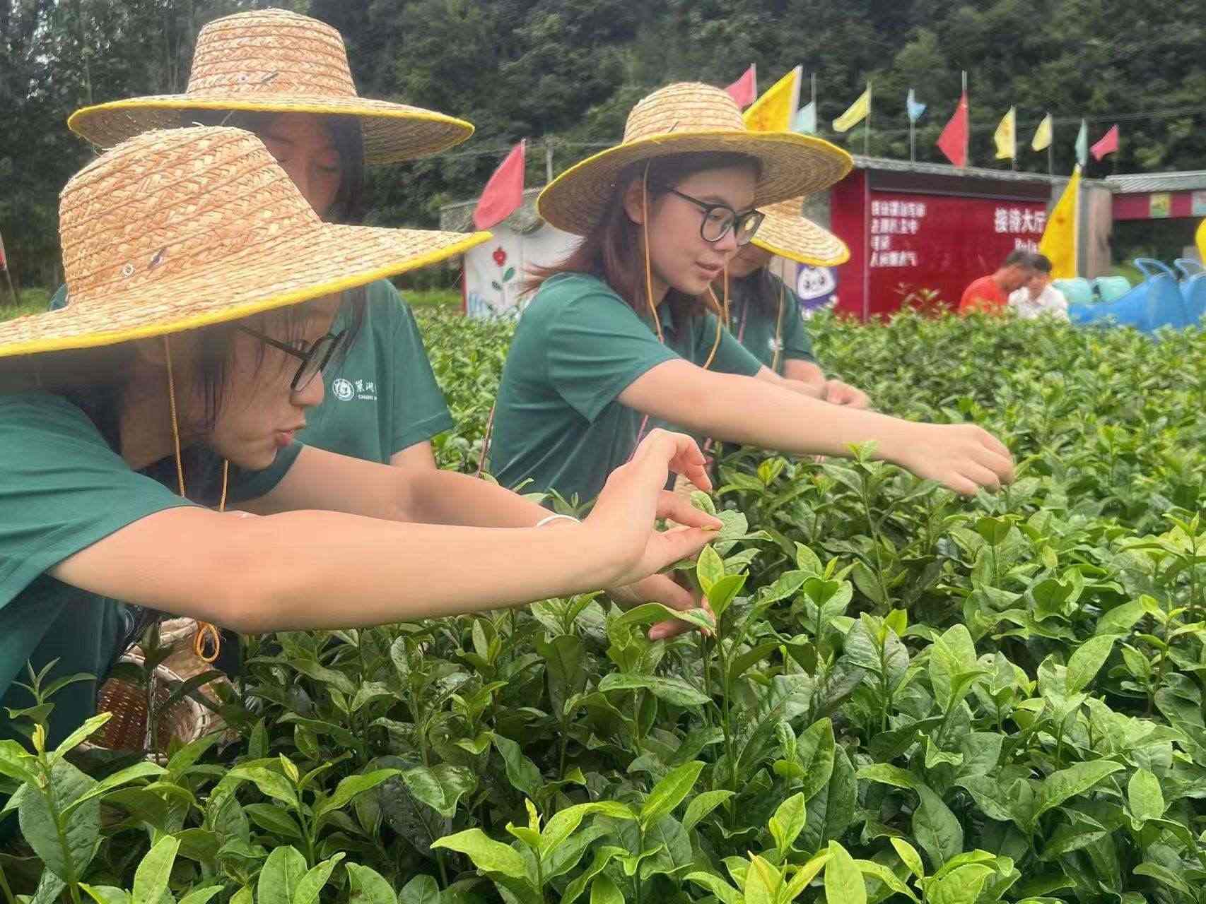 以茶為媒促振興，融合紅色文化與夜經(jīng)濟(jì)新篇章