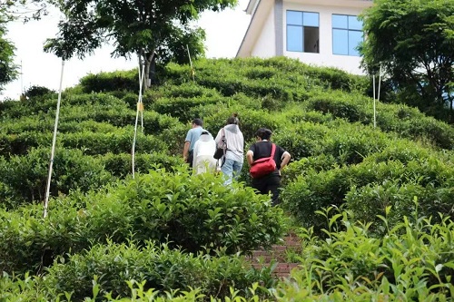 湘大學(xué)子：凝聚助農(nóng)力量，踐行擔(dān)當(dāng)精神