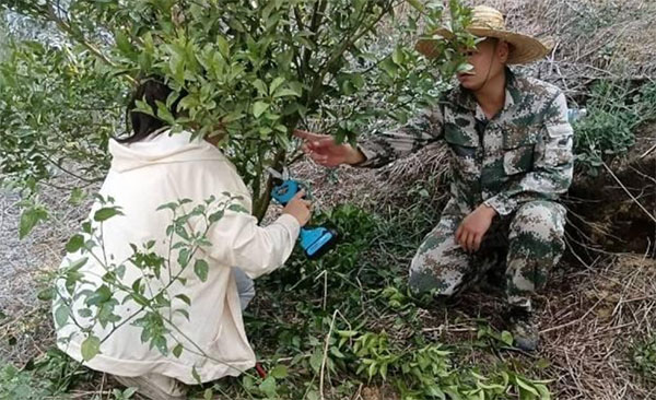 做好柑橘大文章，走好興業(yè)富民路